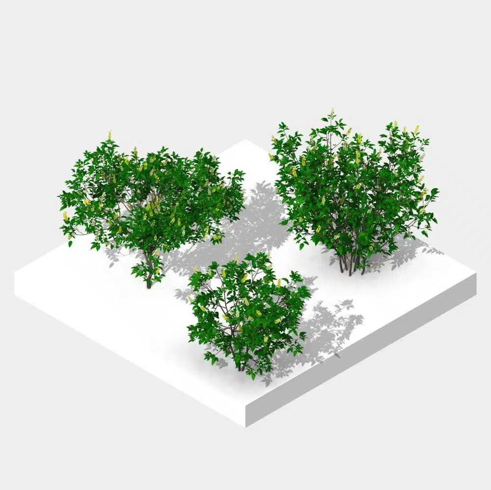 Revit shrubs family pack - Pineapple Broom x3